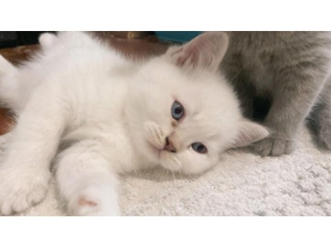 Golden british shorthair yavruma yuva