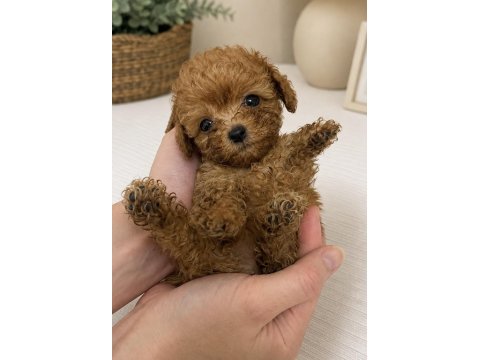 Maltipoo micro teacup kore