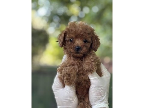 Yeni ailesini arayan tatlı poodle