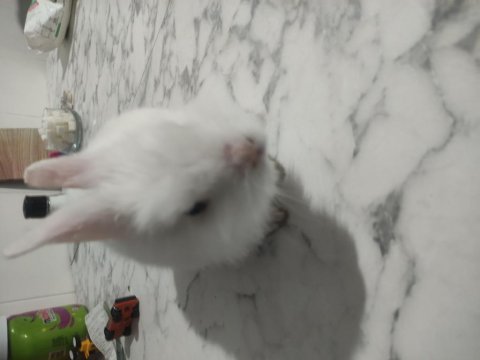Hollanda lop tavşanı 2 aylık