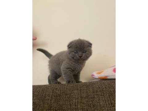 British shorthair scottish fold