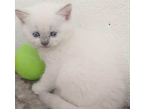 Safkan anne ve babanın yavruları kediler