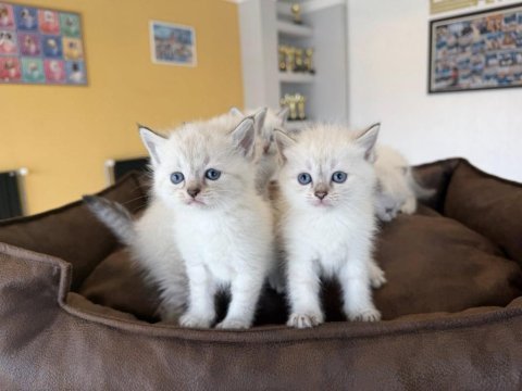 Kedi dünyasından renk renk brıtısh yavrular ankara
