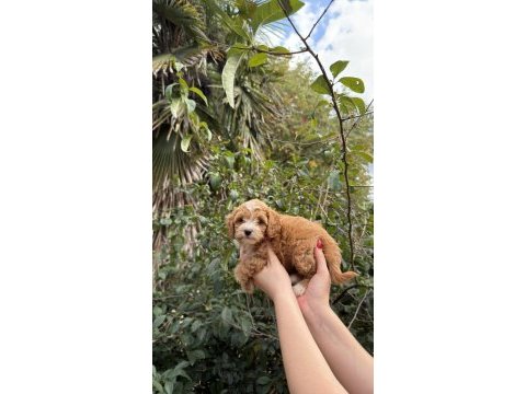 Sevimli maltipoo yavrumuz