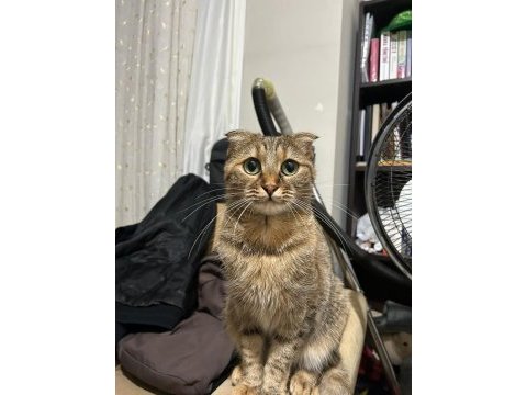 Ücretsiz sahiplendirme 2 yaşında scottish fold