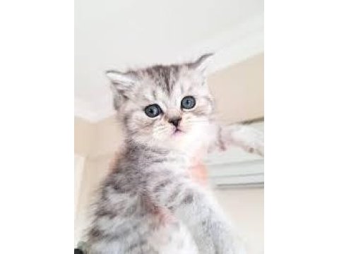 British shorthair toplu yavrularım var adana yüreğir