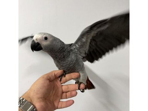 Zeytin göz yavru jako belgeli