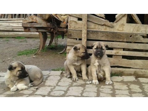 Irk garantili kangal yavruları