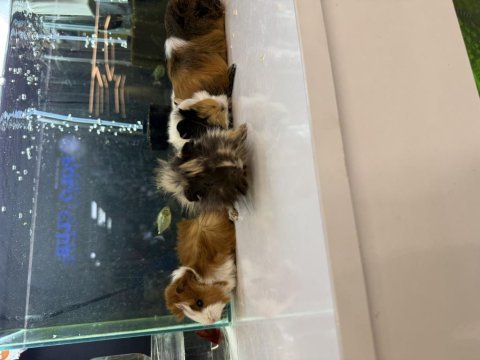 Ginepig yavruları