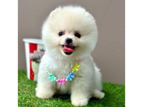 Sevimli pomeranian boo yavrularımız