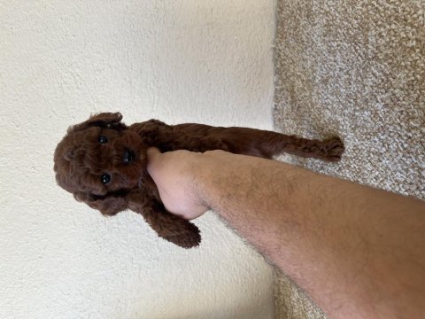 Muhteşem yüz renk ve tüy kalitesine sahip poodle bebekler
