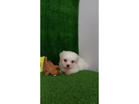 Orijinal korekan maltese