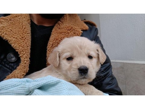 Çok uygun golden yavrular her ile sorunsuz gönderim