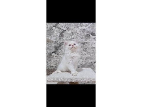 Orijinal safkan british longhair dişi yavru