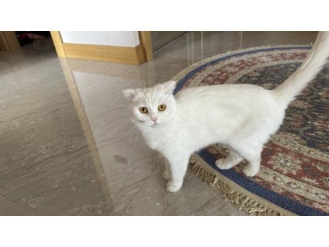 Scottish fold kızımı ücretsiz sahiplendirmek istiyoruz