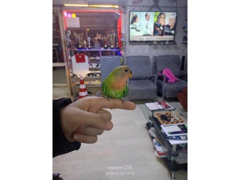 Sevda papağanı 1.5 aylık