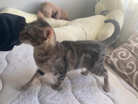 Tekir kedimize yeni bir yuva arıyoruz