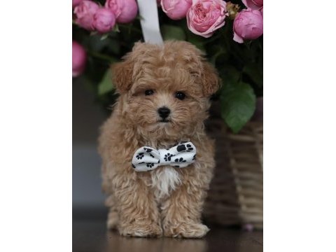 Micro boy aşılı maltipoo (gercek görsel)