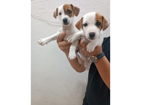 Jack russell yavrularımız ırk garantilidir