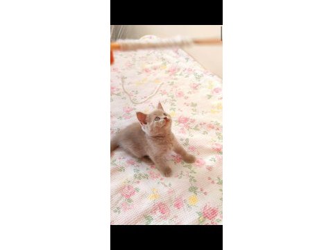 Gri lilac dişi erkek safkan yavru kediler