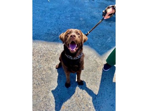 Labrador köpek