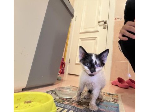 2 aylık tek gözü engelli yavru minnoş