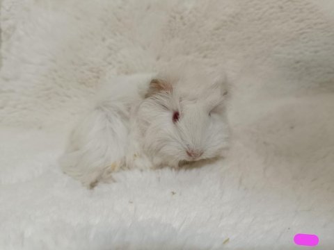 Sevimli guinea pig yavruları