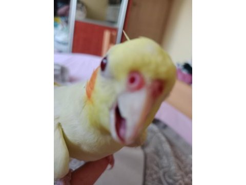 Çift ele alışkın sultan papağanı