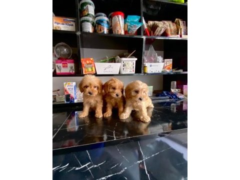 Irk ve sağlık garanti orjinal maltipoo bebeğimiz