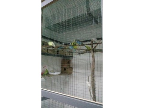Çift ve tek muhabbet kuşlar