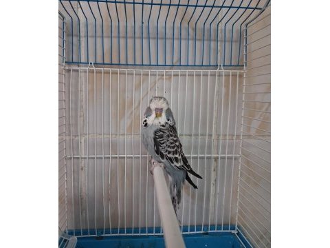 Show jumbo erkek muhabbet kuşları