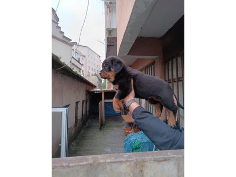 Koca kafa rottweiler