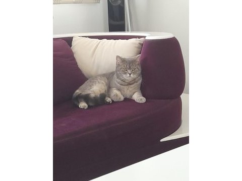 British shorthair dişi (ücretsiz)