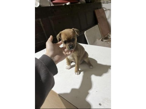 Acil yuva aranıyor minyatür pinscher şivava
