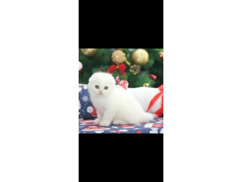 Scottish fold güzellikler