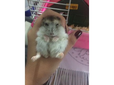 Gonzales evcil hamster