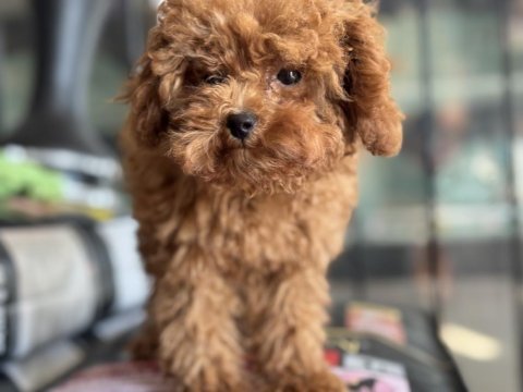Pemode den 5 aylık 700 gr tea cup kore poodle yavrumuz