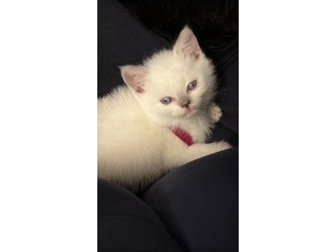 British shorthair yavru kedimiz