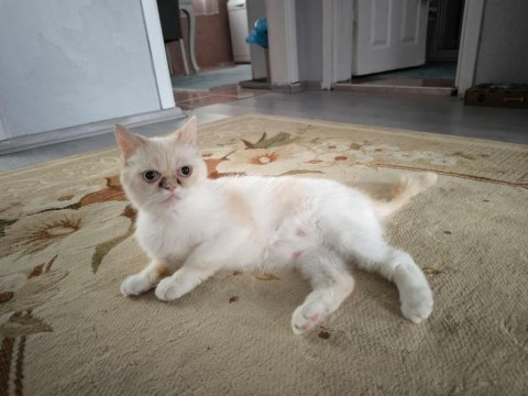 Dişi exotic shorthair kedi için sahip aranıyor (1 yaş)