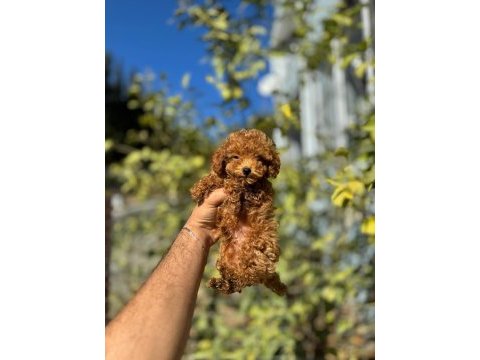 Harika anatomide toy poodle bebekler