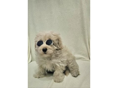 Maltipoo yavru