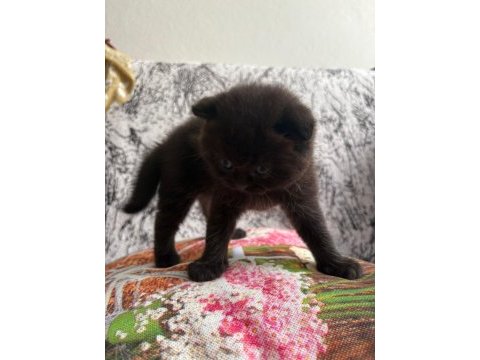Yavru kedilere sıcacık yuvalar arıyoruz!