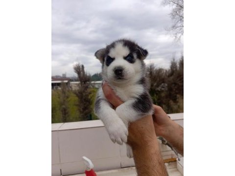Husky (sibirya kurdu) yavrularımız