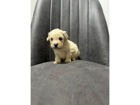 Maltipoo adrese teslim, kapıda ödeme yapabilirsiniz