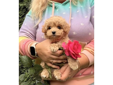 Maltipoo yavrularımız