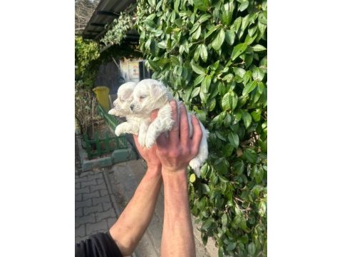 0 numara maltese terrier bebeklerim