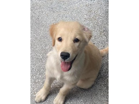 Golden retriever yavrusu
