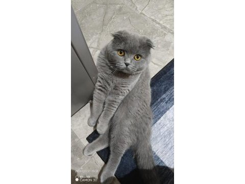 1 yaşında erkek eğitimli safkan scottish fold
