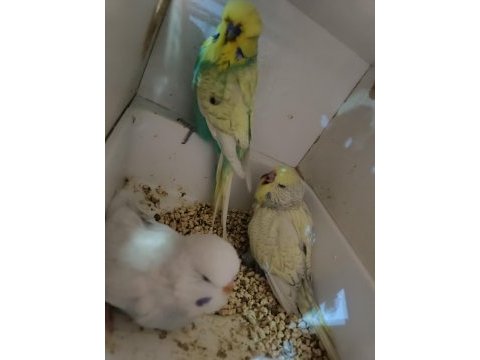 Ankara muhabbet kuşu alıştırmalık konuşturmalık şov