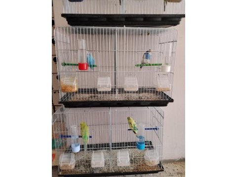23 takım yavru alınmış kuşlar genç muhabbet kuşlardır